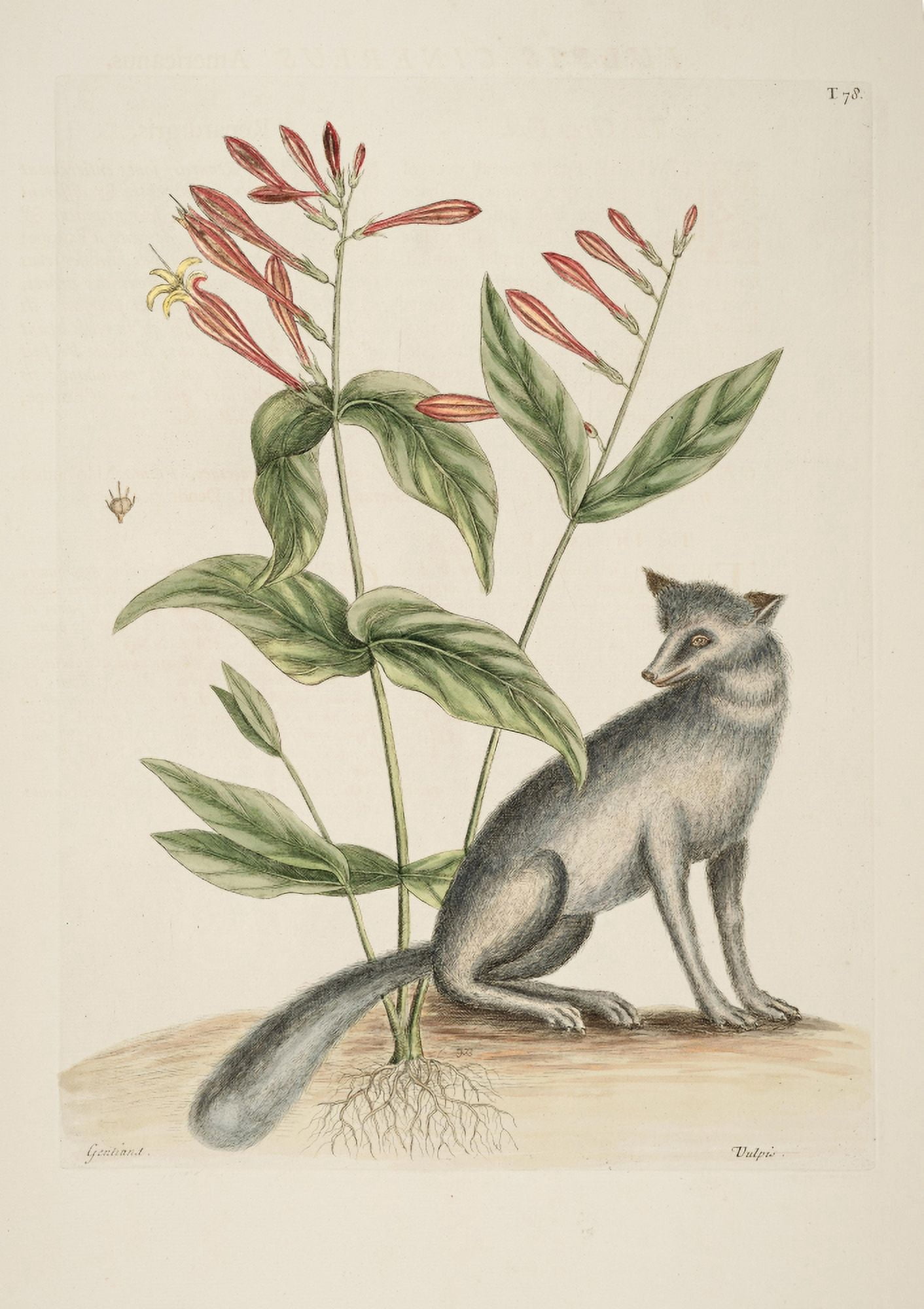 Grey Fox Canvas Art - Mark Catesby (18 x 24)