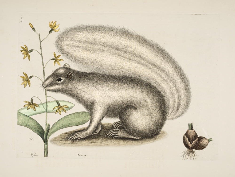 Grey Fox-squirrel Canvas Art - Mark Catesby (24 x 36)