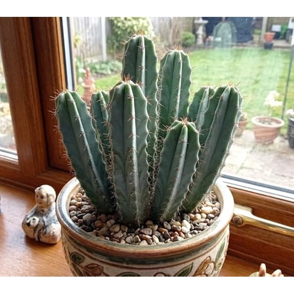 Grey Ghost Organ Pipe Cactus Live Plant in 2 Inch Pot, Rare Cactus, Stenocereus Pruinosus, Easy Care Succulent, Indoor Outdoor Decor for Home Garden Gift