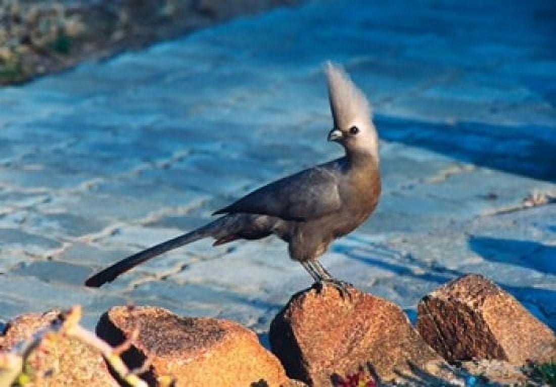 Grey Go-Away Bird Namibia Canvas Art - Charles Sleicher DanitaDelimont (19 x 13)