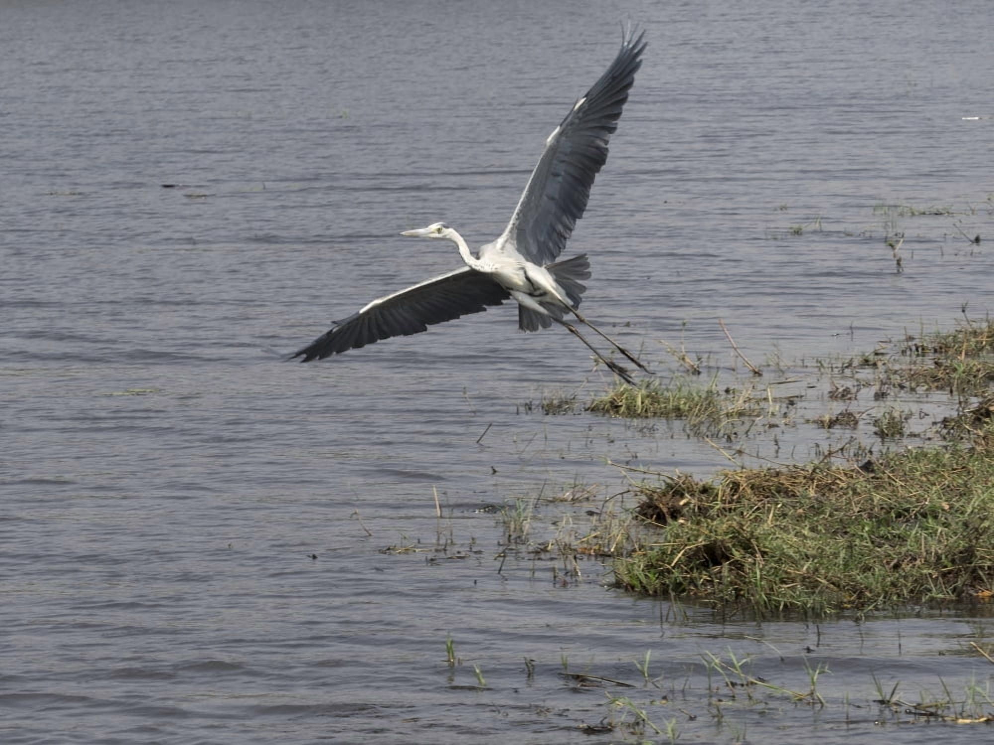 Grey Heron (Ardea cinerea) flying over Chobe River Chobe National Park Kasane Botswana Canvas Art - Panoramic Images (12 x 16)