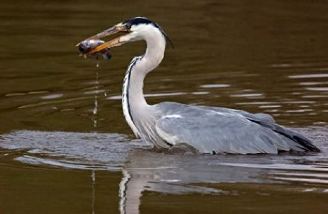 Grey Heron Kenya Canvas Art - Panoramic Images (36 x 24)