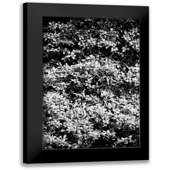 Grey, Jace 11x14 Black Modern Framed Museum Art Print Titled - Beach Foliage 6