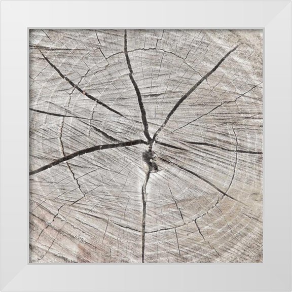 Grey, Jace 12x12 White Modern Wood Framed Museum Art Print Titled - Tree Rings