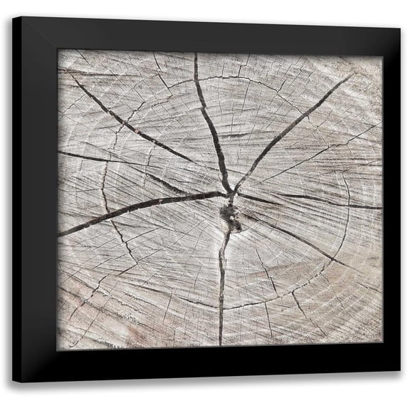 Grey, Jace 20x20 Black Modern Framed Museum Art Print Titled - Tree Rings