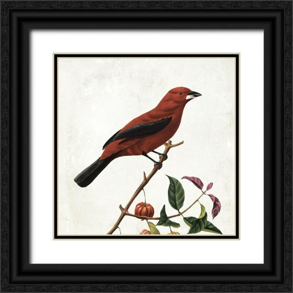 Grey, Jace 20x20 Black Ornate Wood Framed with Double Matting Museum Art Print Titled - Lovely Birds
