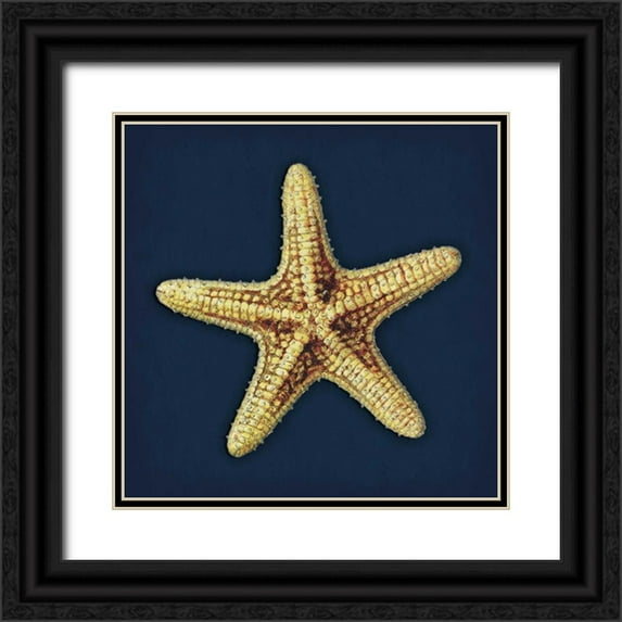 Grey, Jace 20x20 Black Ornate Wood Framed with Double Matting Museum Art Print Titled - Star Fish Navy