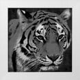thumbnail image 1 of Grey, Jace 20x20 White Modern Wood Framed Museum Art Print Titled - Tiger Black And White, 1 of 4