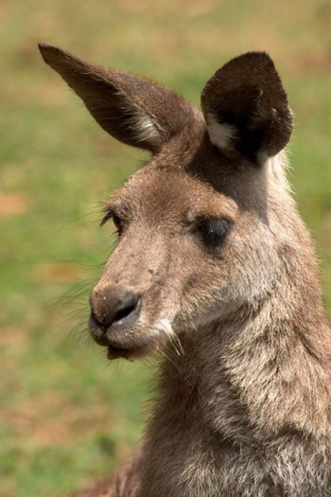 Grey Kangaroo Australia Canvas Art - David Wall DanitaDelimont (17 x 26)