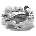 thumbnail image 1 of Grey Lag Goose. /Nwood Engraving, Early 19Th Century. Poster Print by  (24 x 36), 1 of 3
