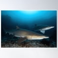 thumbnail image 1 of Grey Nurse Sharks At North Stradbroke Island Poster Wall Art, Modern Wall Decor, 16x24 UNFRAMED, 1 of 3