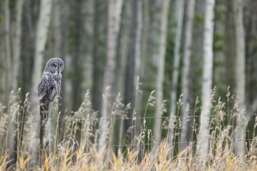Grey Owl Canvas Art - Darwin Wiggett Design Pics (17 x 11)