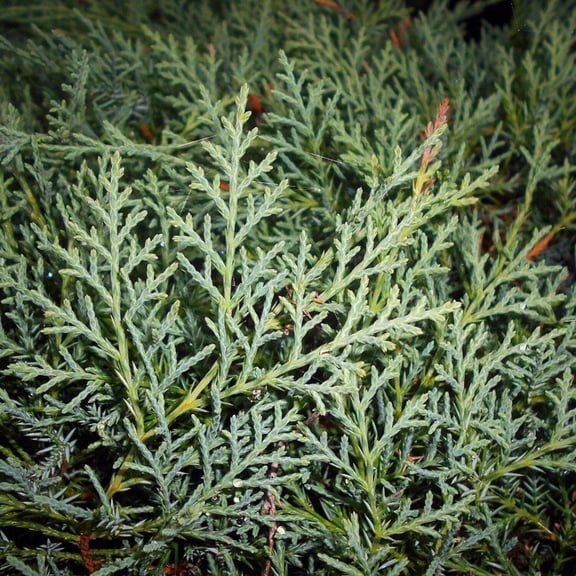 Grey Owl Juniper - 3 Gallon Pot, Live Dwarf Coniferous Shrub, Full Sun