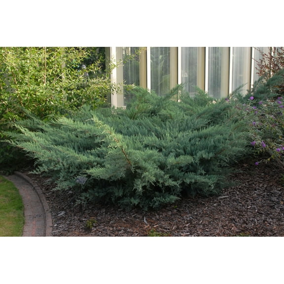 Grey Owl Juniper Live Plant 6-12" in Height in a #3 Container