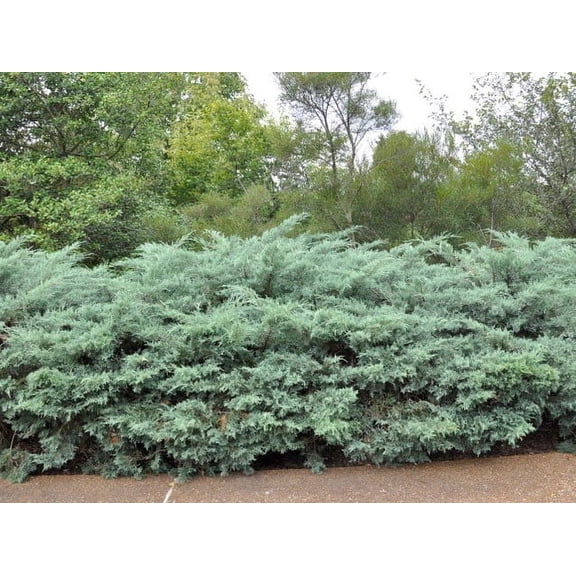 Grey Owl Spreading Juniper - Starter Plant ( 7L ) ( 1 live plant )