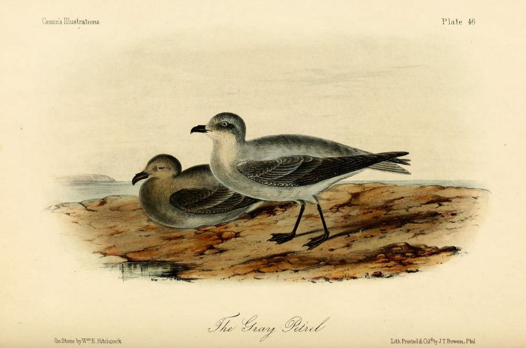 Grey Petrel Canvas Art - WE Hitchcock (24 x 36)