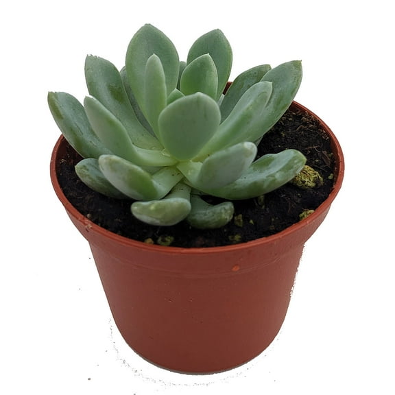 Grey Red Desert Rose - Echeveria - 2.5" Pot