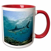 3drose, Grey Reef Shark in Shallow Water on Coral Reef, Viti Levu, Fiji., 11oz Two-tone Red Mug
