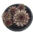 thumbnail image 1 of Grey Rose Moon Hens & Chicks - Sempervivum - Indoors/Out - 4" Pot - Moon Charms, 1 of 2
