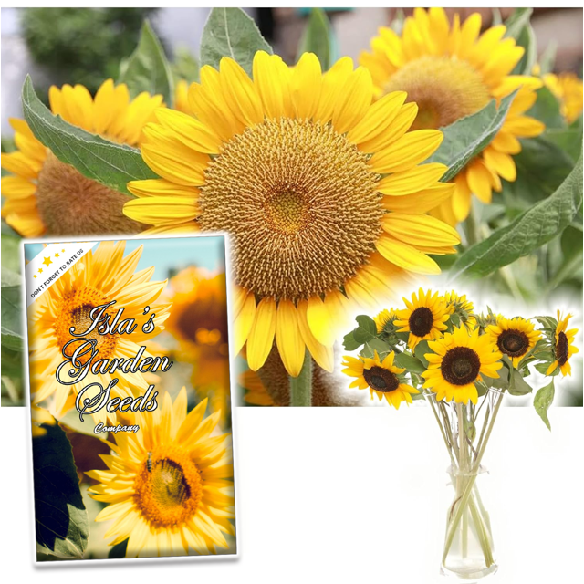 Grey Stripe Sunflower Flower Seeds, 100 Heirloom Seeds Per Packet