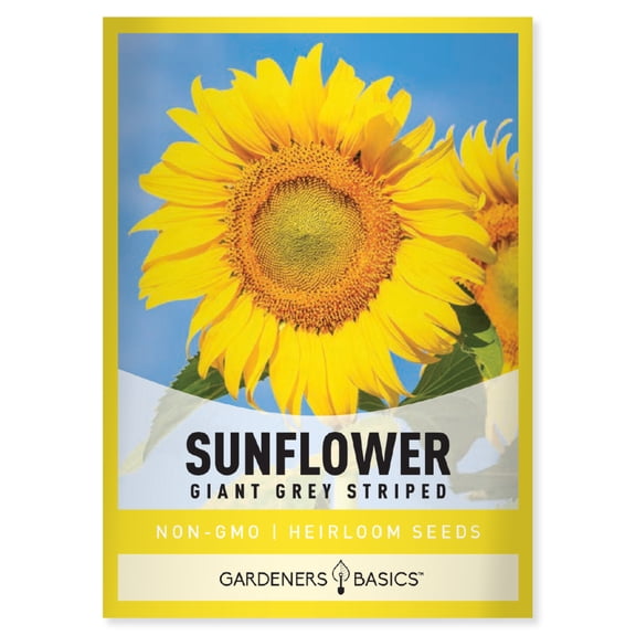 Grey Stripe Sunflower Seeds