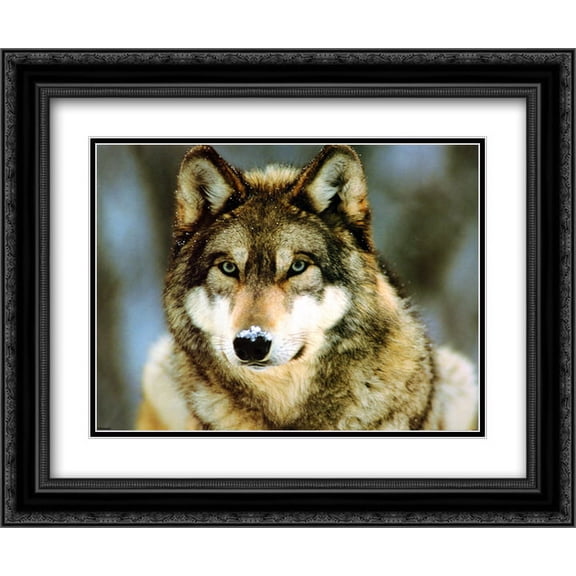 Grey Wolf 2x Matted 24x20 Black Ornate Framed Art Print