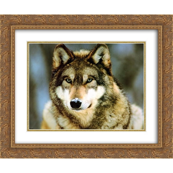 Grey Wolf 2x Matted 24x20 Gold Ornate Framed Art Print