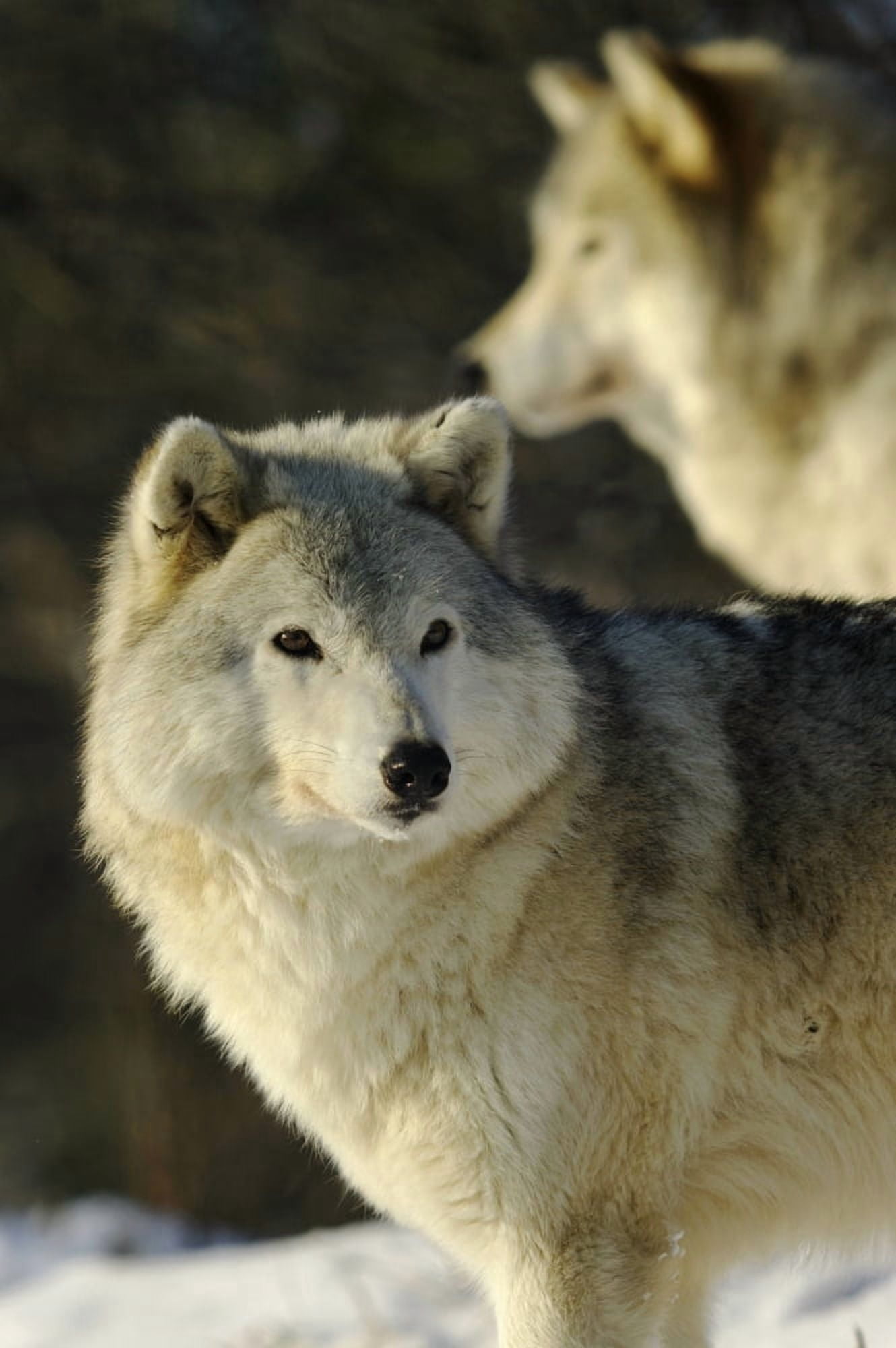 Grey Wolf (Canis Lupus) In Ecomuseum Zoo Ste-Anne-De-Bellevue Quebec Canada Canvas Art - Steeve Marcoux Design Pics (12 x 18)