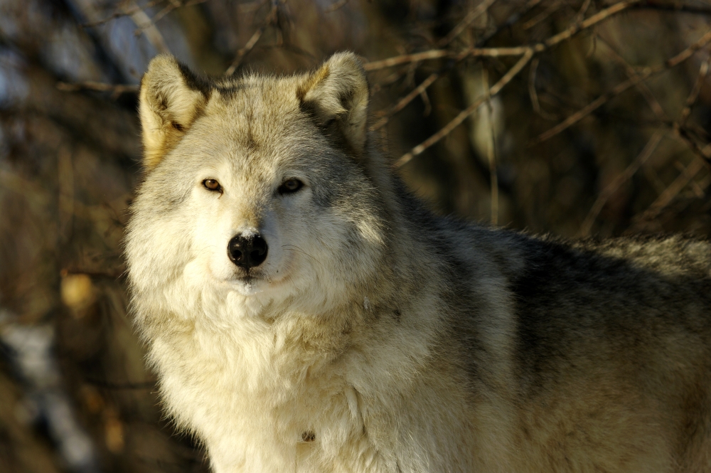 Grey Wolf (Canis Lupus) In Ecomuseum Zoo Ste-Anne-De-Bellevue Quebec Canada Canvas Art - Steeve Marcoux Design Pics (18 x 12)