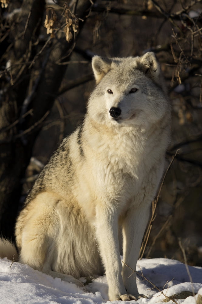 Grey Wolf (Canis Lupus) In Ecomuseum Zoo Ste-Anne-De-Bellevue Quebec Canada Canvas Art - Steeve Marcoux Design Pics (24 x 36)