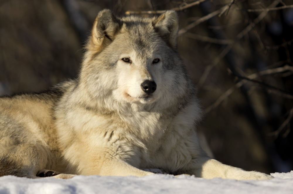 Grey Wolf (Canis Lupus) In Ecomuseum Zoo Ste-Anne-De-Bellevue Quebec Canada Canvas Art - Steeve Marcoux Design Pics (36 x 24)