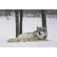 thumbnail image 1 of Grey Wolf Canis Lupus Showing Submission Behaviour - Montebello Quebec Canada Poster Print by Dominic Marcoux, 19 x 12, 1 of 1
