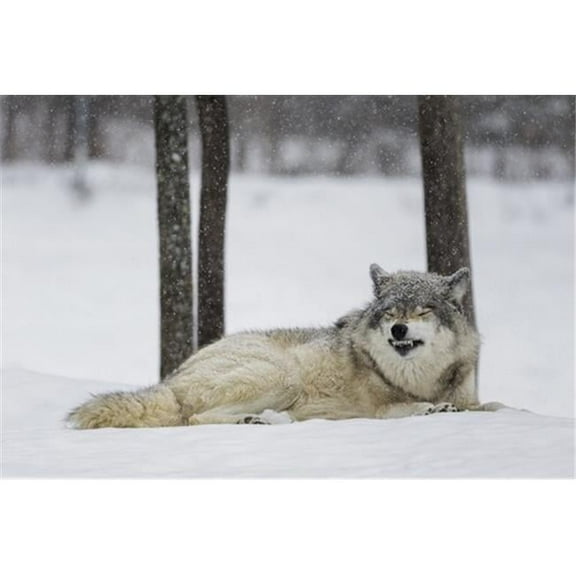 Grey Wolf Canis Lupus Showing Submission Behaviour - Montebello Quebec Canada Poster Print by Dominic Marcoux, 19 x 12