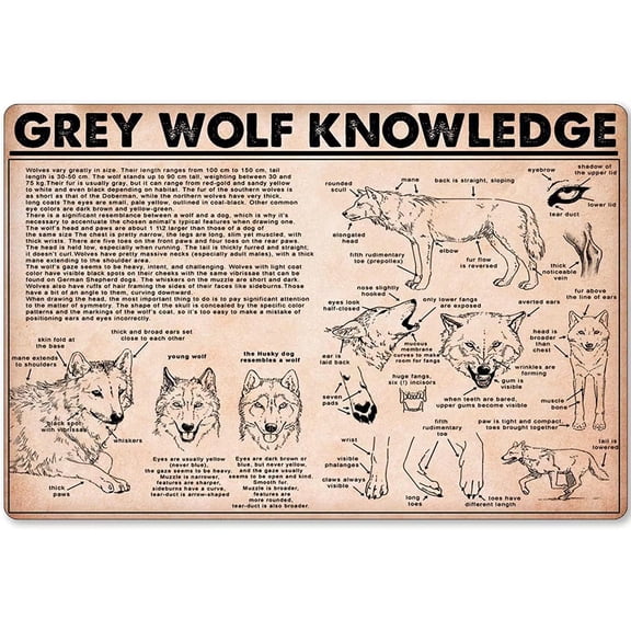 Grey Wolf Knowledge Metal Signs Wolf Structure And Characteristics Retro Plaques Children's Education Guide Tin Poster Decor Home Room Classroom Wall Hanging Sign 8x12 inches