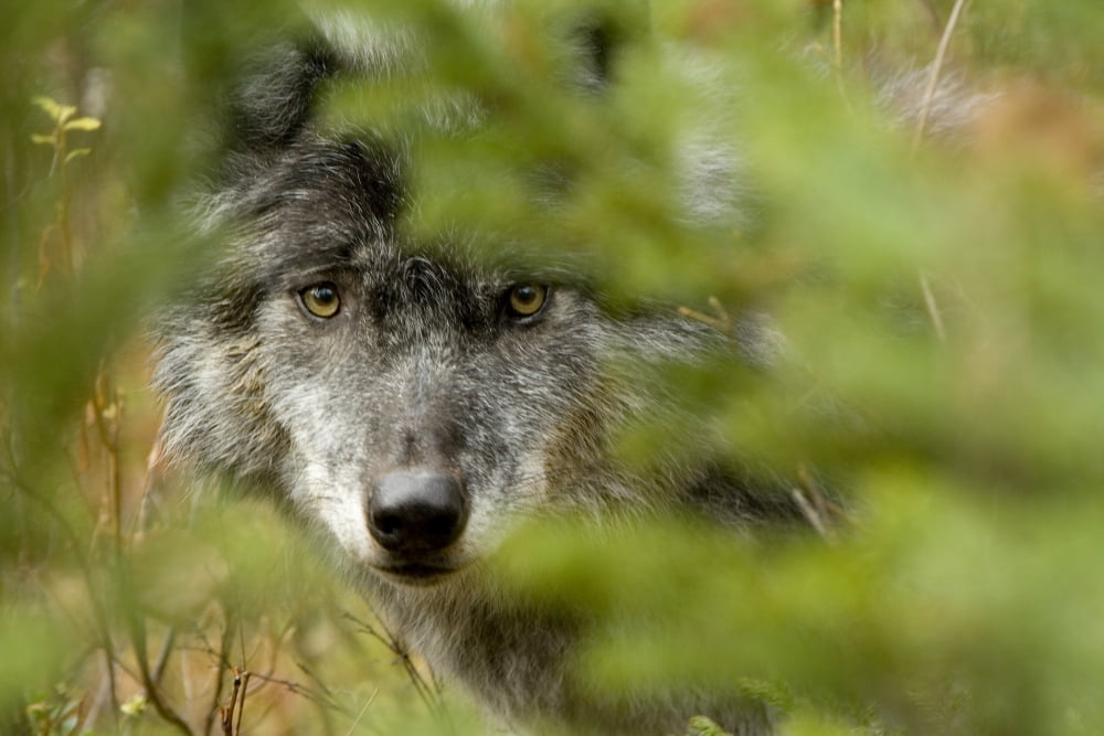 Grey Wolf Outside Golden British Columbia Canvas Art - Robert Postma Design Pics (34 x 22)