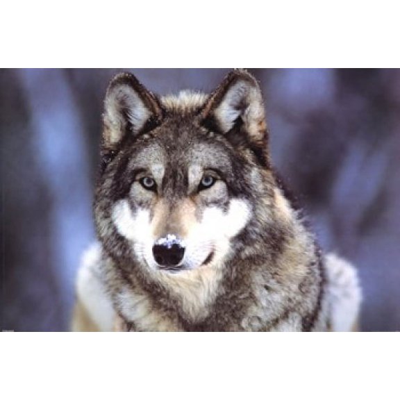 Grey Wolf Poster - 22 x 34 inches