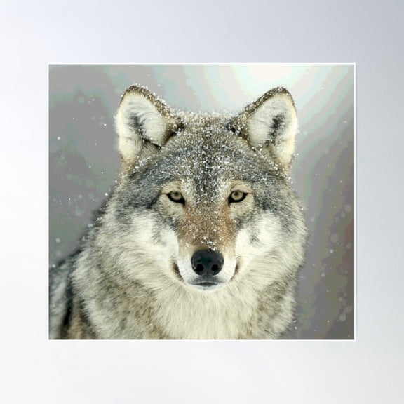 Grey Wolf Poster Wall Art, Modern Wall Decor For Living Room Bedroom, 12x18 UNFRAMED