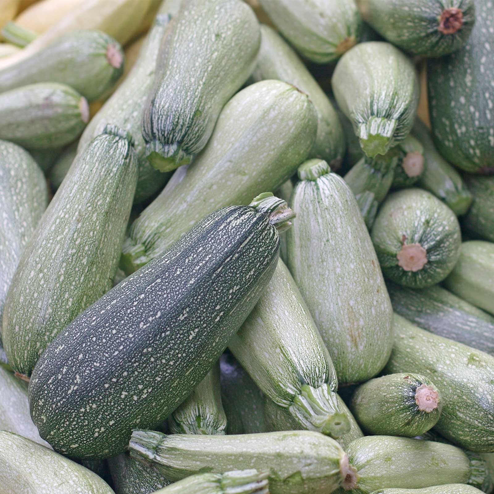 Grey Zucchini Summer Squash Garden Seeds - 1 Oz - Non-GMO