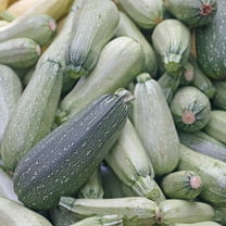 Grey Zucchini Summer Squash Garden Seeds - 4 g Packet ~30 Seeds - Non-GMO, Heirloom - Vegetable Gardening Seed - Gray