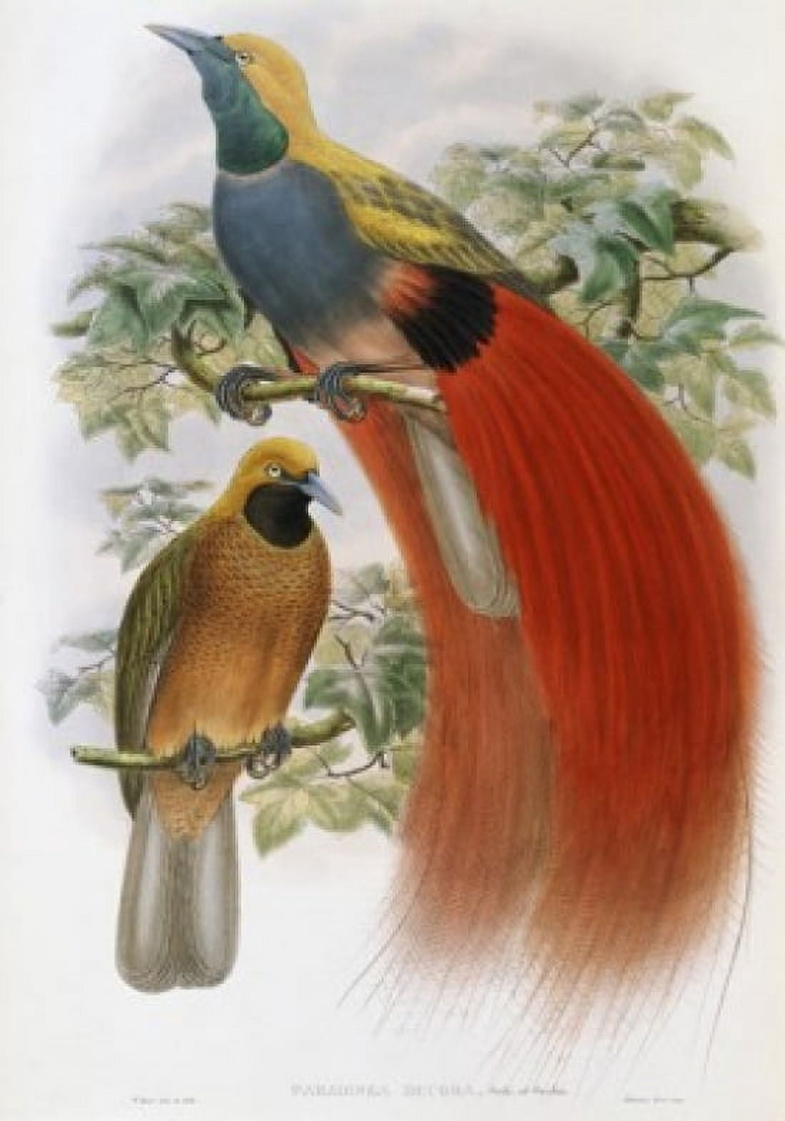 Grey-chested Bird Of Paradise John Gould (1804-1881 British) Canvas Art - John Gould (18 x 24)