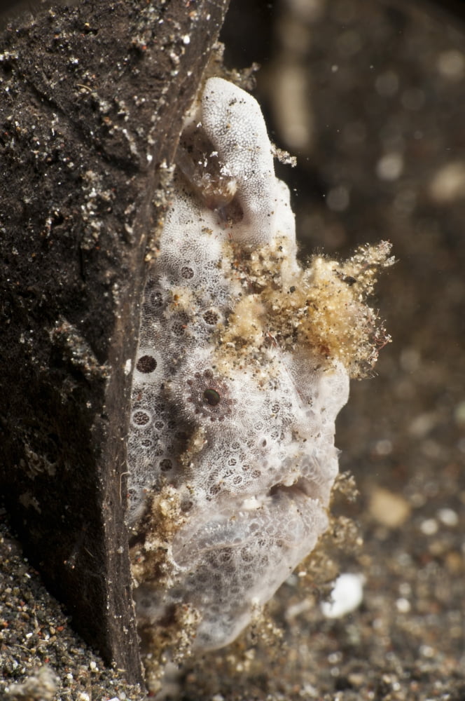 Grey frogfish in coconut shell Canvas Art - Mathieu MeurStocktrek Images (23 x 35)