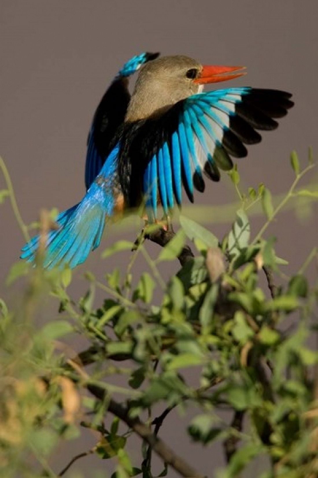 Grey-headed Kingfisher Masai Mara GR Kenya Canvas Art - Joe & Mary Ann McDonald DanitaDelimont (11 x 17)