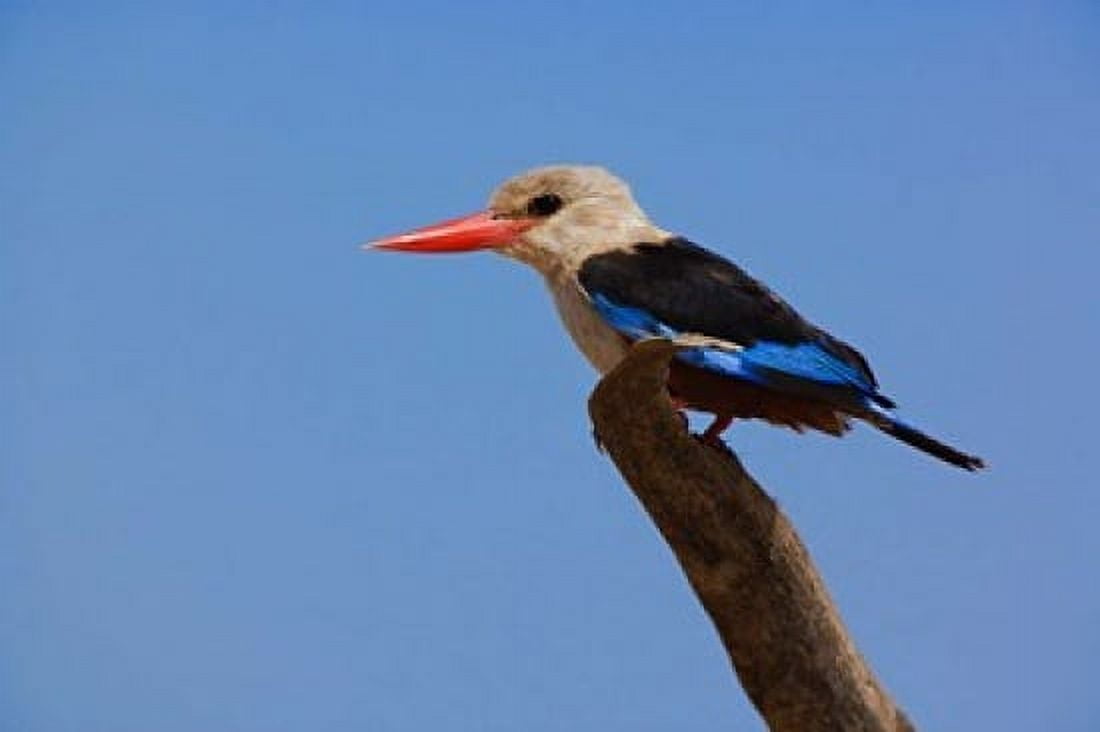 Grey-headed Kingfisher Samburu Game Reserve Kenya Canvas Art - Adam Jones  DanitaDelimont (35 x 24)