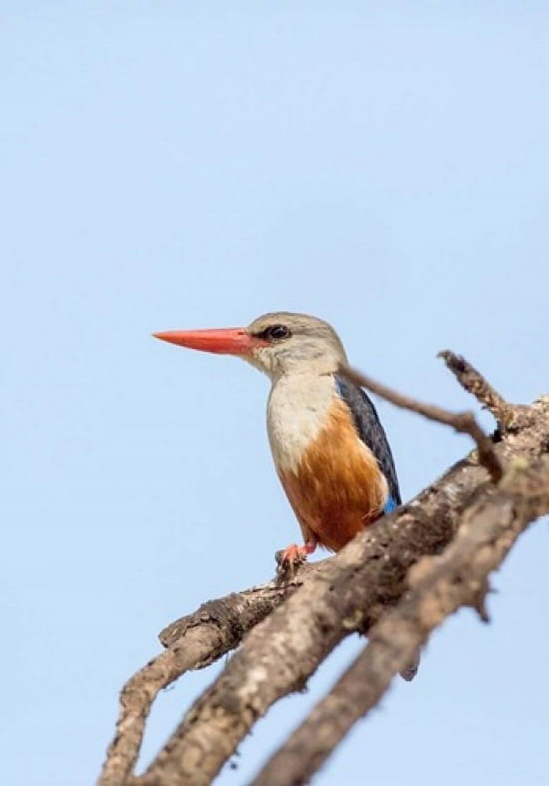 Grey-headed Kingfisher Tanzania Canvas Art - Charles Sleicher DanitaDelimont (17 x 24)