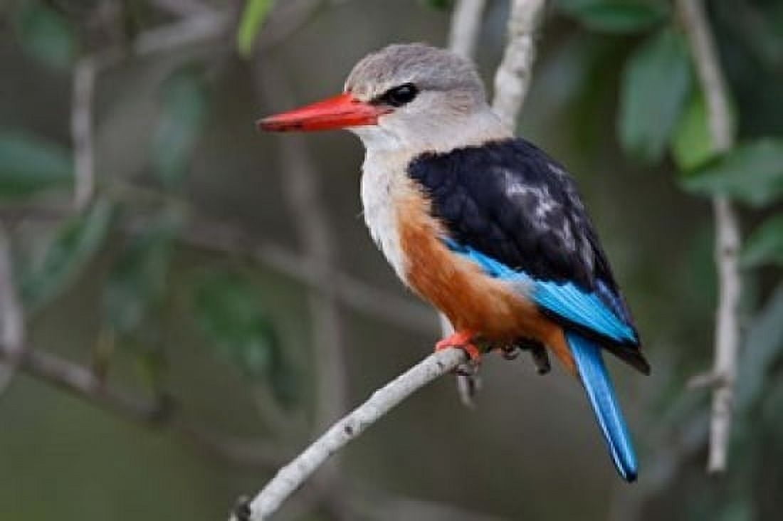 Grey-headed Kingfisher bird Maasai Mara Kenya Canvas Art - Adam Jones DanitaDelimont (35 x 23)