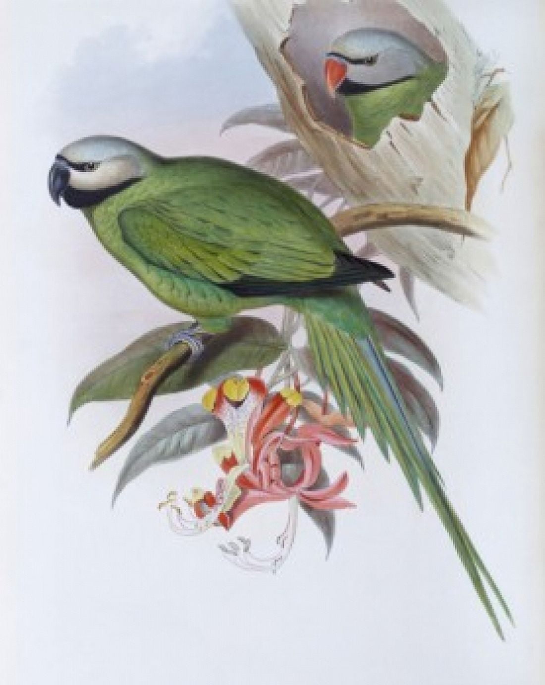 Grey-headed Parakeet John Gould (1804-1881 British) Canvas Art - John Gould (18 x 24)