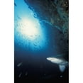thumbnail image 1 of Grey nurse shark turning away from reef wall; South West Rocks New South Wales Australia, 1 of 3