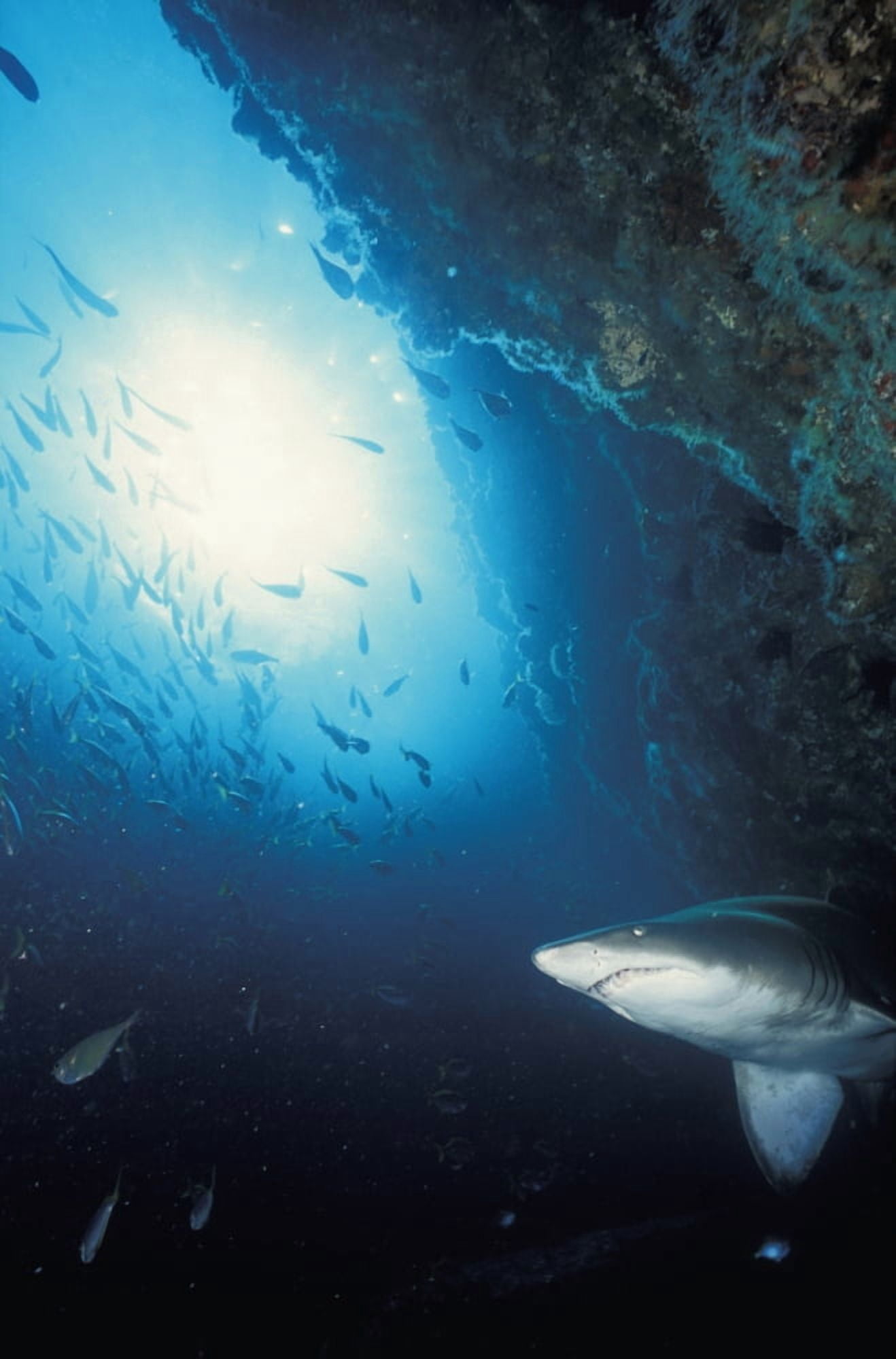 Grey nurse shark (Carcharias taurus) turning away from reef wall South West Rocks New South Wales Australia Canvas Art - Alex Misiewicz Design Pics (24 x 38)