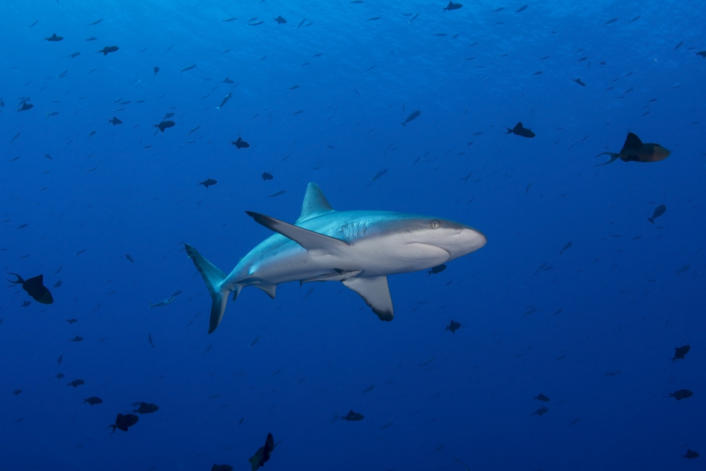 Grey reef shark patrolling in blue water Palau Micronesia Canvas Art - Mathieu MeurStocktrek Images (17 x 12)