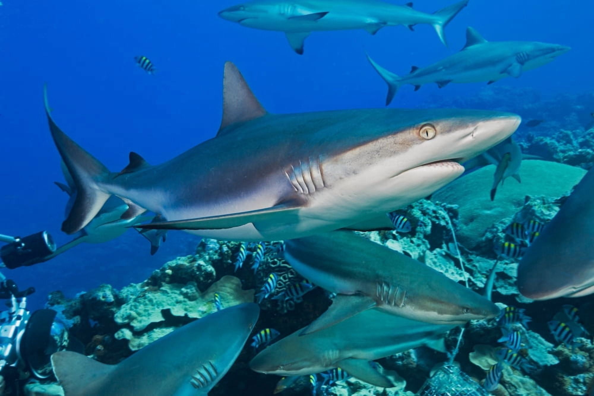 Grey reef sharks (Carcharhinus amblyrhynchos) at a controled feeding off the island of Yap Yap Micronesia Canvas Art - Dave Fleetham Design Pics (19 x 12)